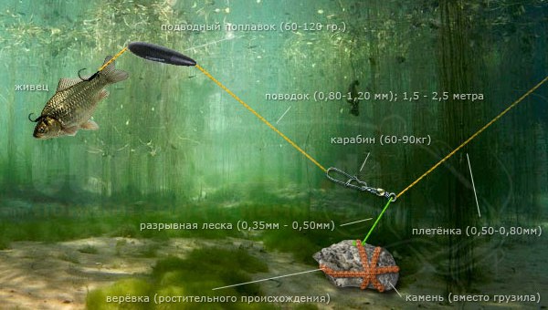 Как сделать донку на сома?